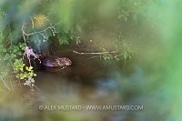 Beaver Feeding In River, UK