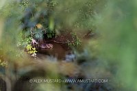 Beaver Feeding In River, UK