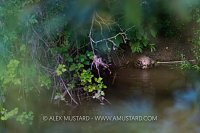 Beaver Feeding In River, UK