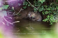 Beavers In River, UK