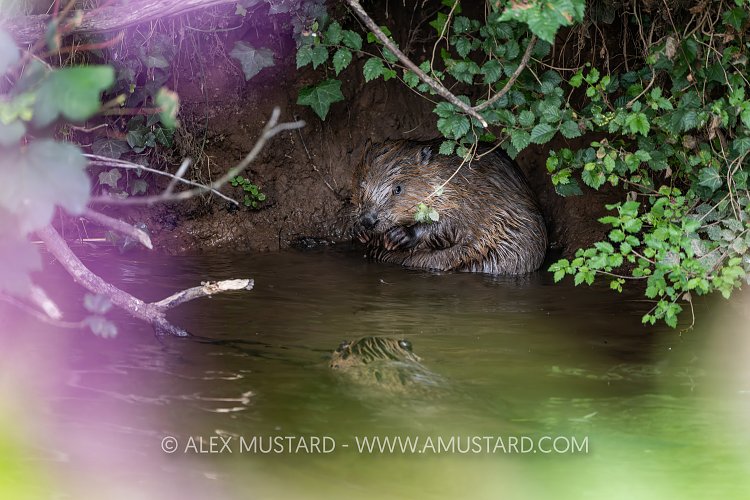 Beavers In River, UK