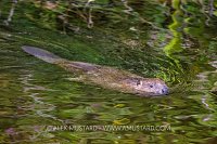 Beaver In River, UK