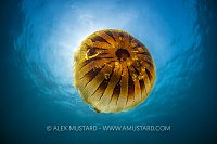 Compass Jellyfish, UK