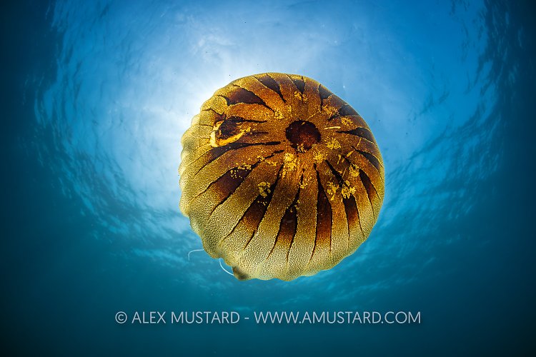 Compass Jellyfish, UK