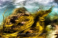 Seaweed In Motion, UK