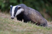 Badger In Garden, UK