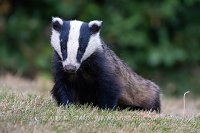 Badger In Garden, UK