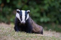 Badger In Garden, UK