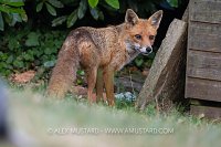 Fox In Garden, UK