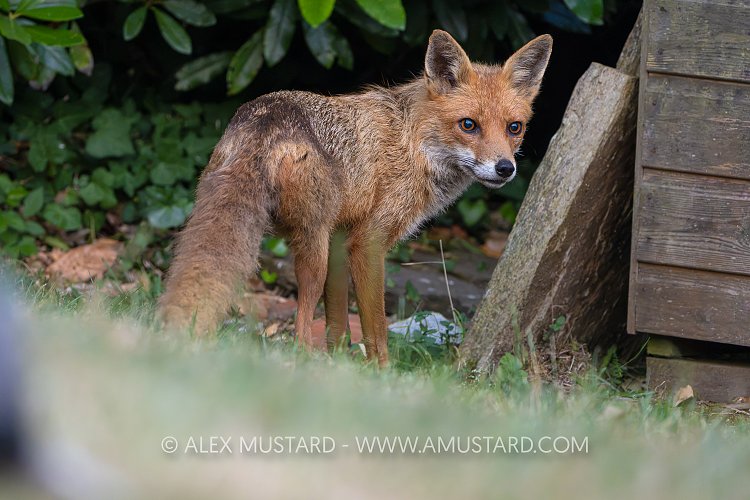 Fox In Garden, UK