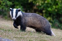 Badger In Garden, UK