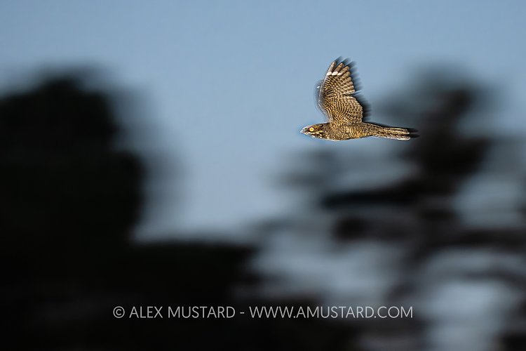 Nightjar In Flight, UK