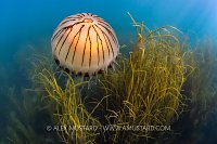 Compass Jellyfish, UK