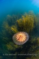 Compass Jellyfish, UK