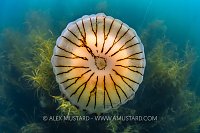 Compass Jellyfish, UK