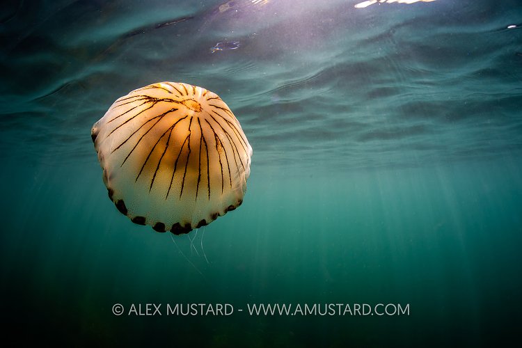 Compass Jellyfish, UK