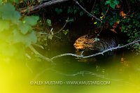 Beaver Through Trees, UK