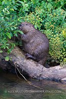 Beaver On Log, UK