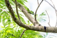 Green Iguana In Tree, Cayman Islands
