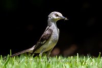 Mocking Bird With Caterpillars, Cayman Islands