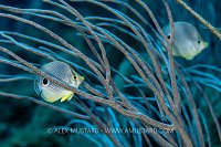 Butterflyfish In Soft Corals, Cayman Islands