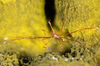 Arrow Crab On Sponge, Cayman Islands
