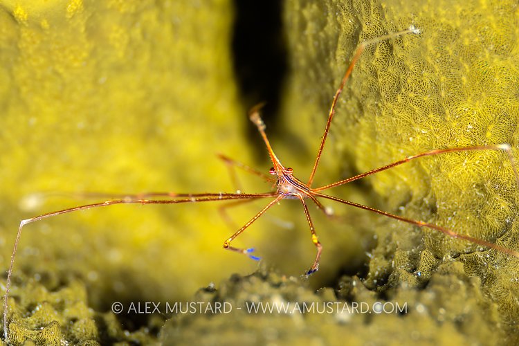 Arrow Crab On Sponge, Cayman Islands