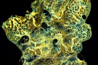 Spinyhead Blenny Out On Sponge, Cayman Islands