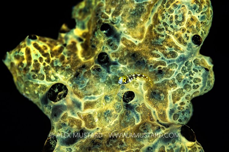 Spinyhead Blenny Out On Sponge, Cayman Islands
