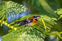 Western Spindalis, Cayman Islands