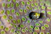 Spinyhead Blenny In Mountainous Star Coral, Cayman Islands