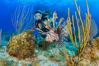 Lionfish On The Reef, Cayman Islands