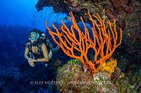 Diver With Orange Sponge, Cayman Islands