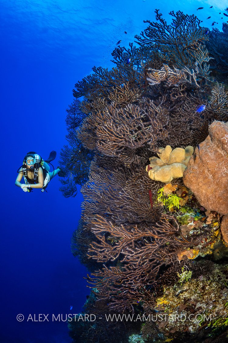 Sea Fan Wall, Cayman Islands