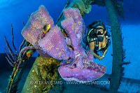 Diver And Purple Sponge, Cayman Islands
