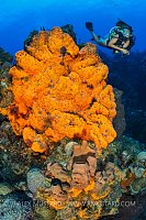 Diver WIth Large Orange Sponges, Cayman Islands