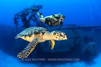 Hawksbill Turtle On Kittiwake Wreck, Cayman Islands