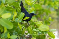 Grackle In Mangrove Tree, Cayman Islands
