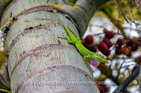 Green Anole Display, Cayman Islands
