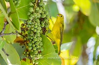 Yellow Bird, Cayman Islands