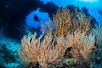 Sea Fans In Front Of Coral Arch With Diver, Fiji