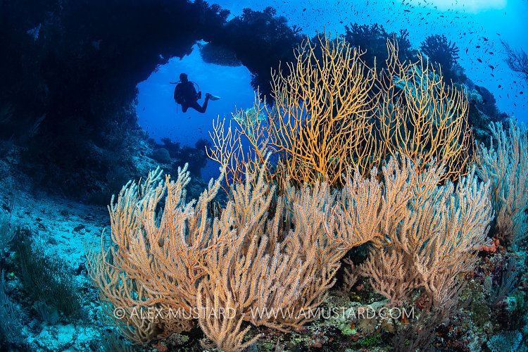 Sea Fans In Front Of Coral Arch With Diver, Fiji
