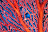 Goby On Sea Fan, Fiji