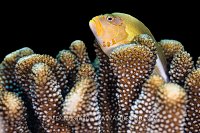 Arc-Eye Hawkfish On Coral, Fiji