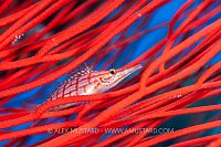 Longnose Hawkfish, Fiji