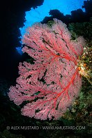 Sea Fan In Coral Cave, Fiji