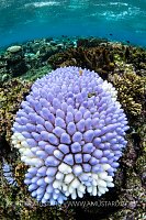Bleached Coral, Fiji