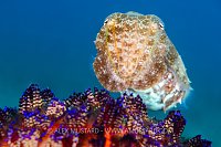 Needle Cuttlefish Over Fire Urchin, Philippines