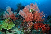 A Barramundi In A Sea Fan, Indonesia