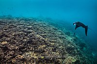 Manta And Hard Corals, Indonesia